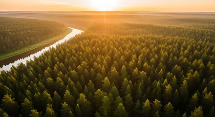 Breathtaking aerial view of a vast green forest with a winding river illuminated by the golden