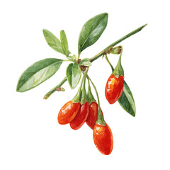 Watercolor painting of Goji Berry, detailed and artistic vector illustration on a white background.
