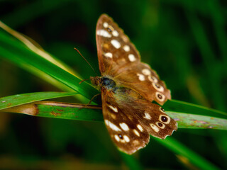 Nature's artistry unveiled in this close-up of a butterfly, resting on a green leaf.