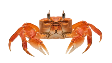Isolated Brown Crab with Claws Facing the Camera on a Seafood Restaurant Menu Item