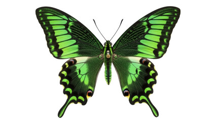 Isolated vibrant green butterfly wings facing upwards, natural flyer insect design element © Oisin