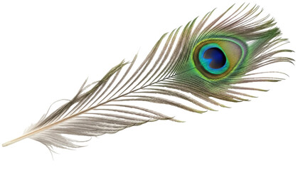 Obraz premium Isolated Peacock Feather on Display, Exotic Bird Detail, Decorative and Ornamental Object