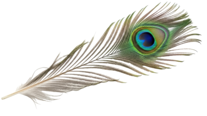 Isolated Peacock Feather on Display, Exotic Bird Detail, Decorative and Ornamental Object