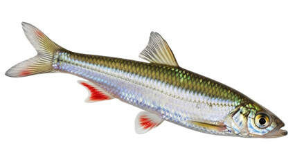 Isolated common roach fish, freshwater cyprinid species in Cyprinidae family, river animal