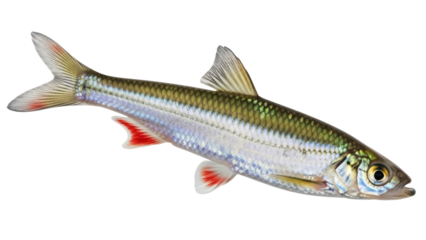 Isolated common roach fish, freshwater cyprinid species in Cyprinidae family, river animal