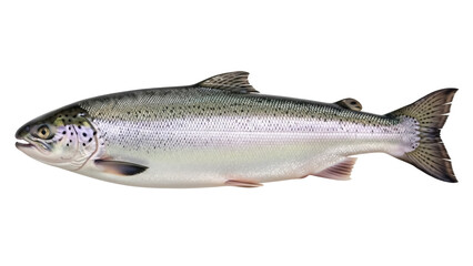 Isolated Atlantic Salmon, a common food fish famous for leaping while swimming upstream for spawning © Aoife