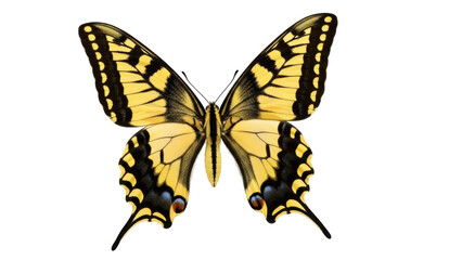 Isolated Butterfly on a Blank Background, Yellow and Black Swallowtail, Summer Lepidoptera © Oisin