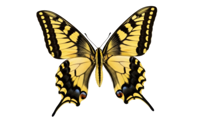 Isolated Butterfly on a Blank Background, Yellow and Black Swallowtail, Summer Lepidoptera