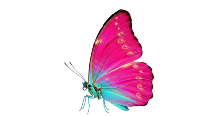 Isolated pink butterfly with blue iridescent markings, beauty and elegance, nature's grace