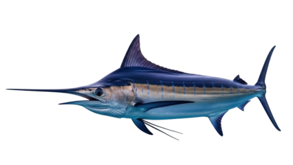 Isolated Atlantic Blue Marlin, fast swimming predatory fish in open ocean, tropical marine