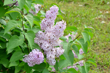 Vibrant Purple Lilac Blossoms in Spring copy space