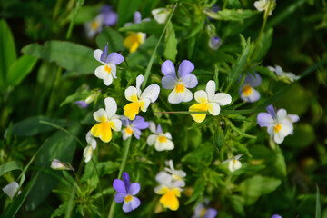 a wallpaper with multicolored Wild Pansies in a Green Meadow