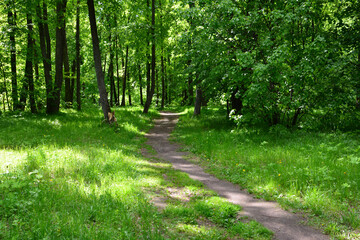 a footpath with green grass in the spring forest spring background