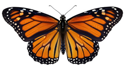Isolated Monarch butterfly close-up with wings spread showcasing orange and black color pattern © Niamh