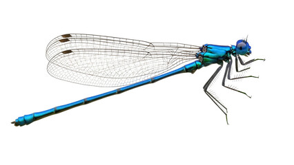 Isolated Azure Damselfly Profile Featuring its Delicate Wings, Compound Eyes and Six Legs