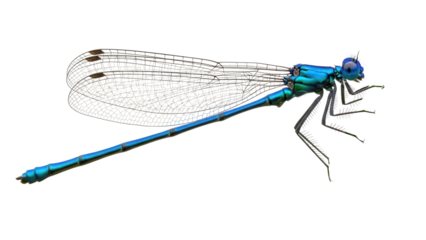 Isolated Azure Damselfly Profile Featuring its Delicate Wings, Compound Eyes and Six Legs