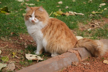 A cat, a yellow cat among the grass

