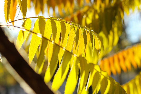 Close up of colorful yellow autumn leaves of Deer-horned sumac in the sun. Yellow Sumac Leaves in a Park. Rhus typhina. leaves on the tree branch are yellow, orange and green. Autumn gradient