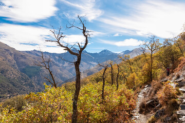 Dry tree skeletons line a narrow rocky hiking path winding through autumn foliage with a distant hiker and mountain peaks on the Vereda de la Estrella route in Sierra Nevada, Andalusia, Spain.