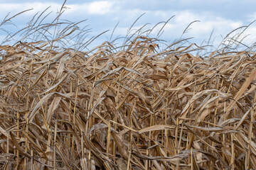 Fototapeta premium A close-up view of a vast field of withered, golden-brown corn stalks in autumn, set against a backdrop of dramatic blue and white clouds