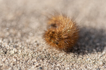 A detailed macro shot showing the fine bristly hairs of a brown woolly bear caterpillar curled on a sandy surface with a shallow depth of field