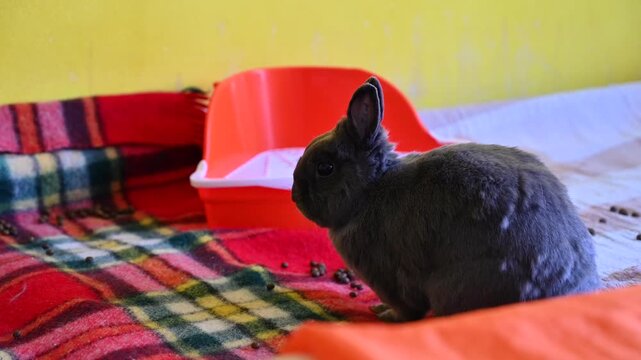 Beautiful gray dwarf rabbit. Cute domestic pet. Animal concept.
