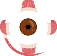 Anterior View of human eye anatomy 