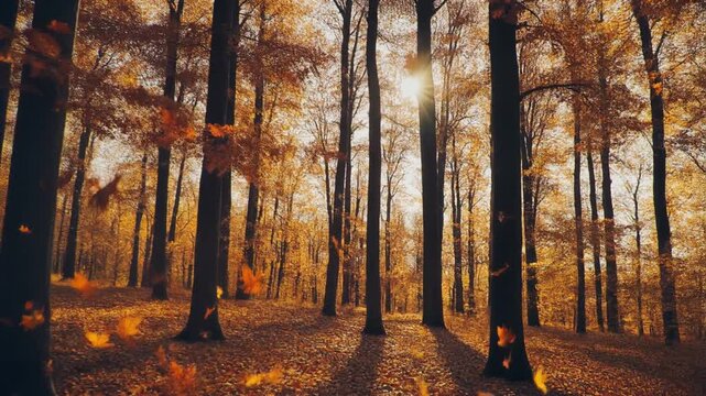 Sunlit autumn forest filled with tall maple oak trees as leaves swirl softly through air