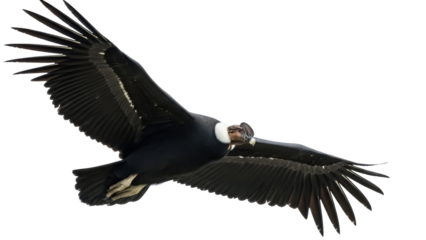 Isolated Andean condor soars with its large wings, a majestic bird in motion, ready for adventure