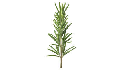 Fototapeta premium Isolated sprig of aromatic rosemary herb, used in cooking and medicine, culinary plant