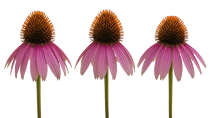 Isolated group of three purple coneflowers showing intricate flower anatomy and vibrant color
