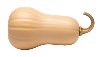 Isolated Butternut Squash on a Solid Background, Culinary Vegetable, Autumn Produce, Fresh Food