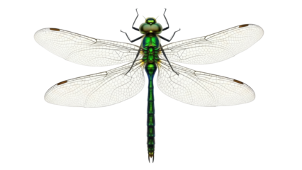 Isolated iridescent green dragonfly close-up shows intricate wing veining on a light background