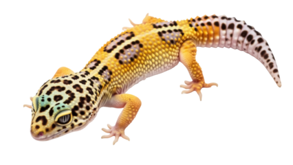 Isolated leopard gecko with yellow, black and orange pattern, animal photography