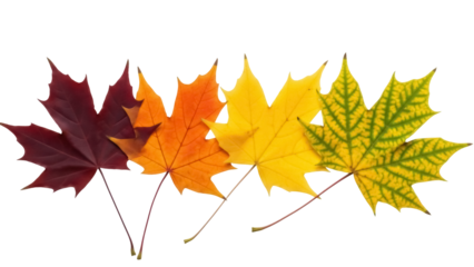 Isolated maple leaves on white show autumn color gradient transformation season change