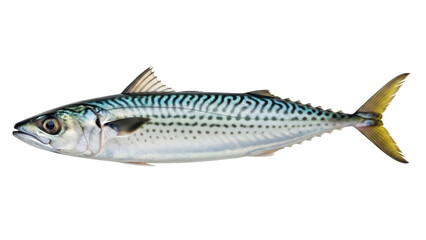 Naklejka premium Isolated Mackerel on Plain Background - Fresh Fish, Raw Ingredient and Culinary Preparation