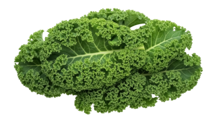 Isolated bunch of fresh organic green kale, leafy vegetable, superfood rich in nutrients