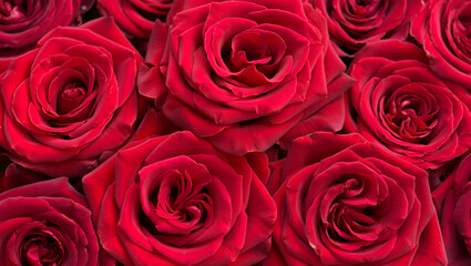 A breathtaking full frame of vibrant red roses showcasing their deep color and delicate petals