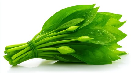 Bundle of fresh wet green ramps is tied together with green band and displayed against clean white background