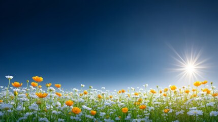 Vibrant flower field basks in golden sunlight scenic meadow bursts with colorful blooms under bright sky