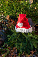 Santa hat on a branch of pine outdoors.