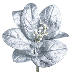 Metallic silver spinach leaves with delicate white blossoms on white isolated background