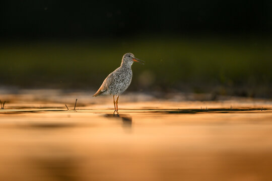 The common redshank or simply redshank (Tringa totanus) on a lakeshore - white-gray wader, bird with red beak