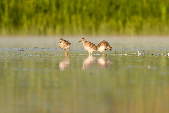 The common redshank or simply redshank (Tringa totanus) on a lakeshore - white-gray wader, bird with red beak