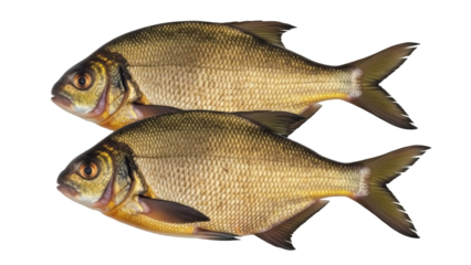 Isolated two bream fish, freshwater golden-bronze color, popular in European cuisine & sportfishing