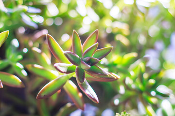 close-up of fresh green leaves of succulent plant