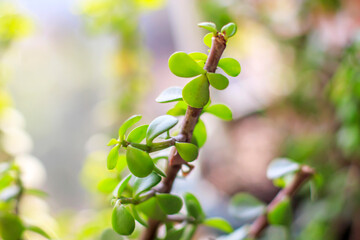 close-up succuelnt plant green leaves on a branch