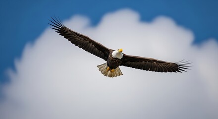 Majestic Bald Eagle Soaring High in the Sky.