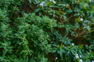 Tropical Dark Green Leaf Texture A Full Frame View Of Lush Green Leaves In A Top Down Perspective Background