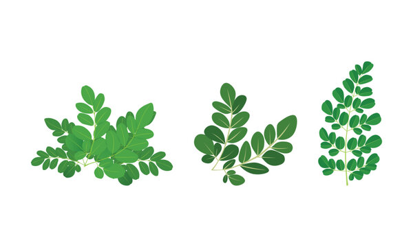 Moringa Leaves Vector Set Superfood Herb Illustrations for Health, Wellness & Nature Designs